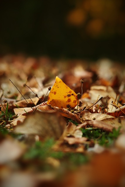 他们的声音 他们的声音