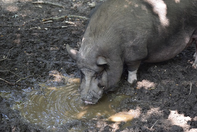 素来被视为 素来被视为