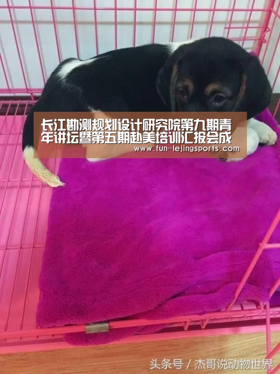 长江勘测规划设计研究院第九期青年讲坛暨第五期赴美培训汇报会成功举行【乐竟体育官方】(图1) 乐竟体育